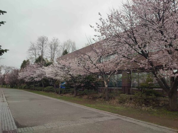 中島体育センターの裏だよ。