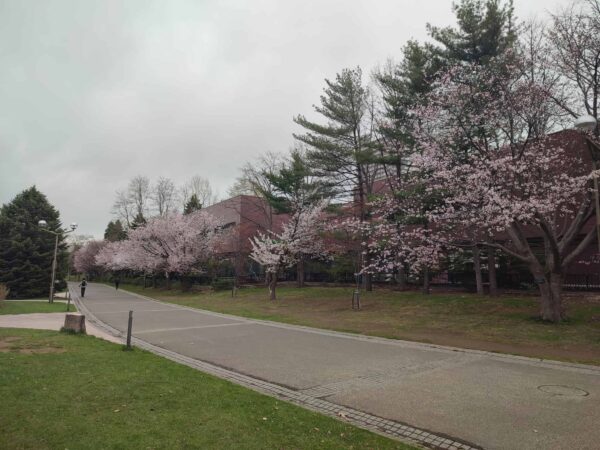 今日天気悪し。