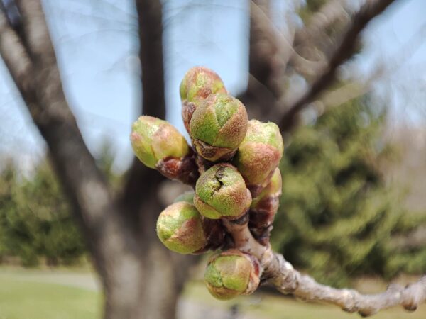 ソメさんことソメイヨシノ