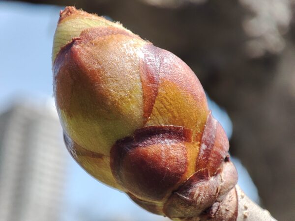 こちらは見た目が強そうなベニバナトチノキ