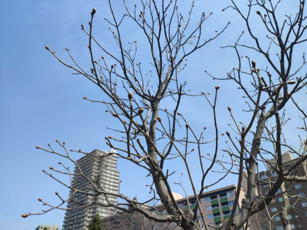 さてこちらは？