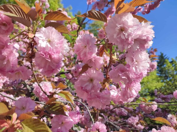 桜もちヤエ。