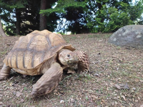 カメさん