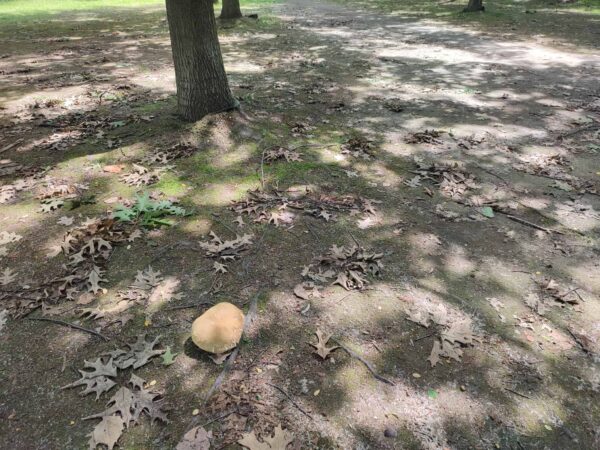 落とされていますよー