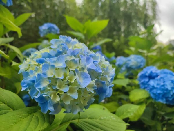癒やし画像。