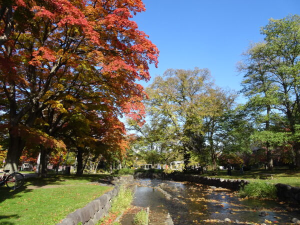 2026年10月29日紅葉の様子1
