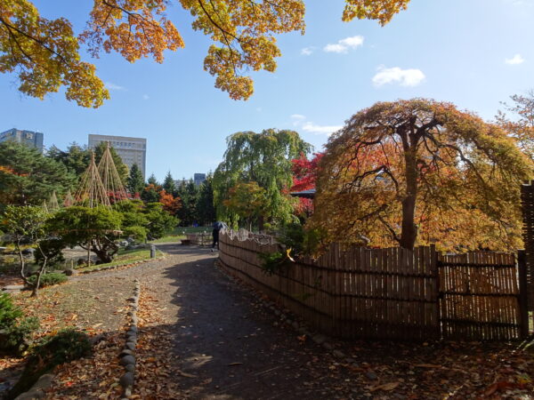2026年10月29日紅葉の様子3