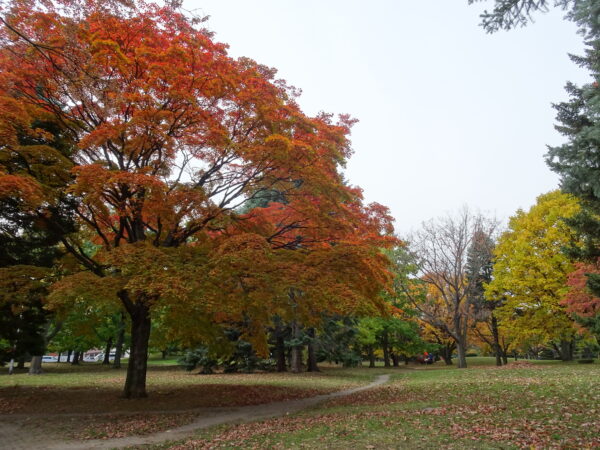 2026年10月26日紅葉の様子1
