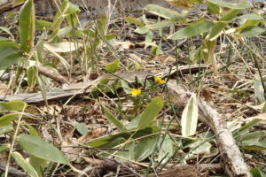 フクジュソウの花