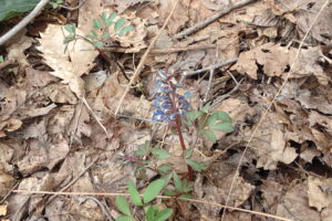 エゾエンゴサクの花