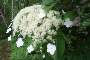 ツルアジサイの花