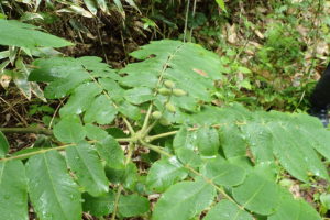 オニグルミの青い実