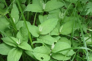 フタリシズカの花