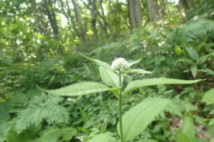 ヨツバヒヨドリ