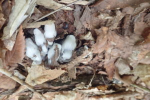 ギンリョウソウ