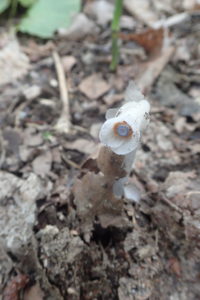 ギンリョウソウ