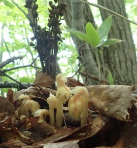 シャクジョウソウ