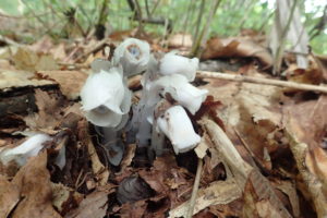 ギンリョウソウ