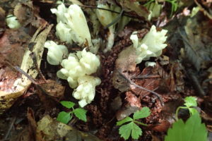 キヨスミウツボ