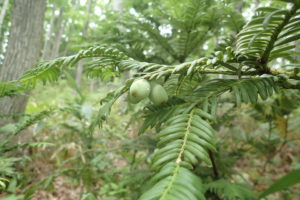 ハイイヌガヤの実