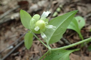 ナンバンハコベ