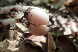 ギンリョウソウの実