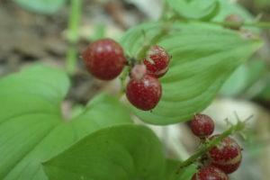 マイヅルソウの実