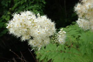 ホザキナナカマドの花