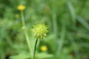 キツネノボタン