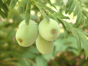 ハイイヌガヤの実