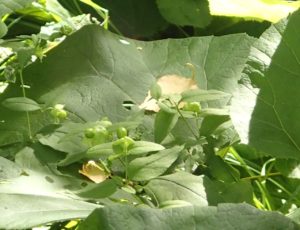 ナンバンハコベ