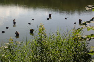 クサレダマとマガモ