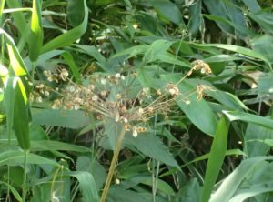 種を付けたオオハナウド