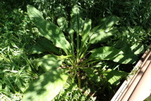 ミズバショウの葉