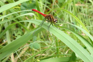 マユタテアカネ