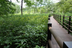 オオアワダチソウ