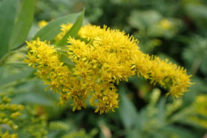 オオアワダチソウ