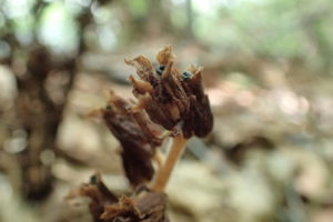 シャクジョウソウ