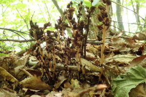 シャクジョウソウ