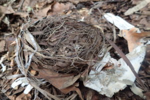 鳥の巣