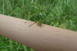 マユタテアカネ