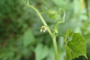 ミヤマニガウリ