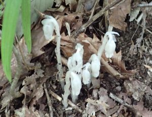 アキノギンリョウソウ