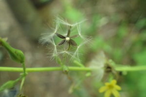 ヤマニガナの種子