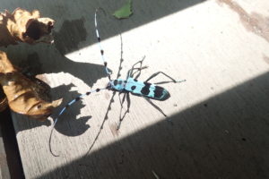 ルリボシカミキリ