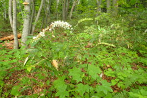 サラシナショウマ