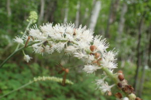 サラシナショウマで吸蜜するガガンボの仲間
