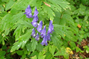 エゾトリカブト