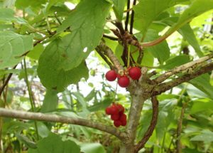 チョウセンゴミシの実