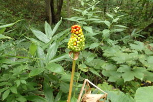 マムシグサの実